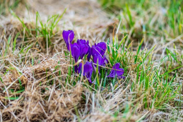 Перші Весняні Квіти Крокус Crocus Sativus Лузі — стокове фото