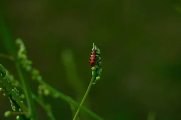 緑の植物の枝にある赤い甲虫は — ストック写真