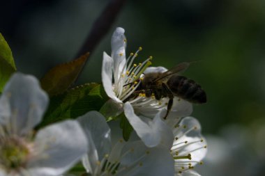 Bir arı baharda çiçekleri döller..