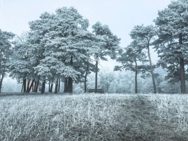 Kışın donmuş bir ormandaki ağaçlar
