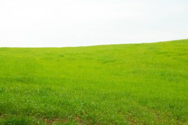 Yeşil çimen tarlası