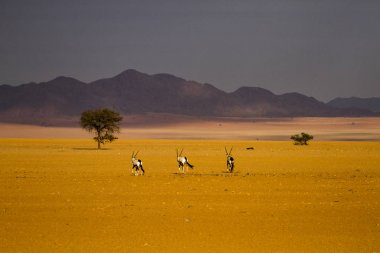 Namib Çölü'gemsboks.