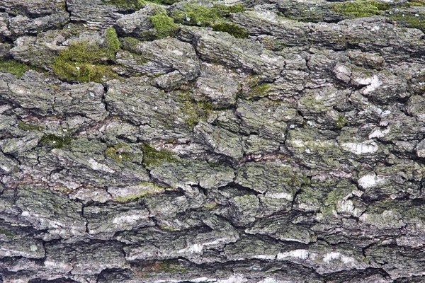 A bark of a birch. Background — Stock Photo, Image