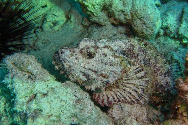 Stonefish. Synanceia verrucosa clipart