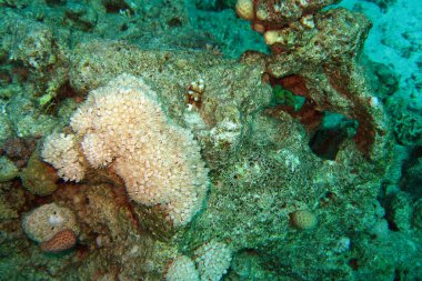 Red Sea'deki/daki mercan. Arka plan