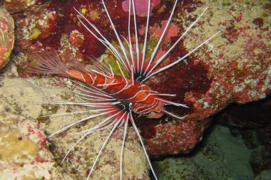 güzel ve çeşitli mercan ile Kızıldeniz Mısır'daki balıkçı