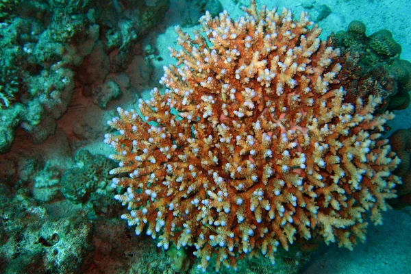 Коралові рифи в Червоному морі. Фоновому режимі — стокове фото