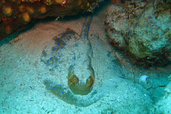 Красиві і різноманітних кораловий риф з риби Червоного моря в Єгипті — стокове фото