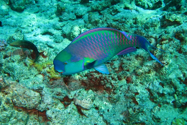 Красиві і різноманітних кораловий риф з риби Червоного моря в Єгипті — стокове фото