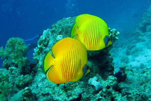beautiful and diverse coral reef with fishes of the red sea in Egypt