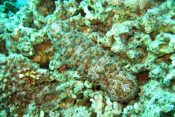 Coral reef in Red sea. Background