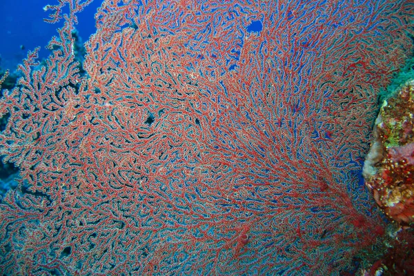 Gorgonian червоний або Червоне море коралових вентилятор. Фоновому режимі — стокове фото