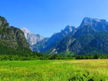 Grunau, Avusturya. 15 Haziran 2017: Dağlık arka plan açık çayır