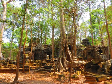 Angkor, Kamboçya. Mar 13 2017: Büyümüş Harabeleri