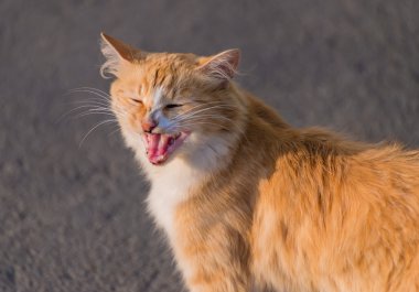 Yolda yolunu yitirmek kırmızı kedi.