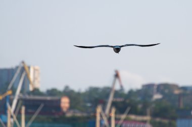 Gökyüzünde uçan martı.