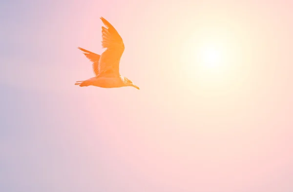 Möwe fliegt in den Himmel. — Stockfoto