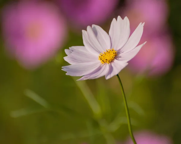 Rosa Kosmos-Blume. — Stockfoto