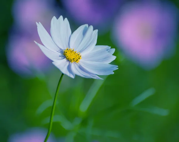 Flor Cosmos Branco . — Fotografia de Stock