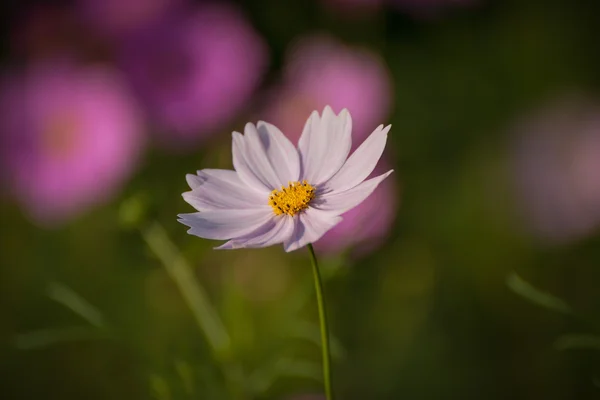 ピンクのコスモスの花. — ストック写真