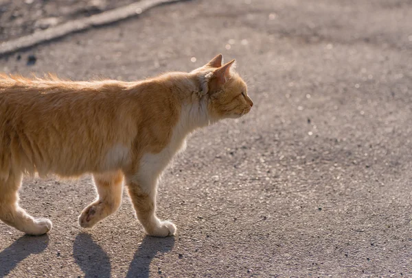Αδέσποτη γάτα κόκκινο στο δρόμο. — Φωτογραφία Αρχείου