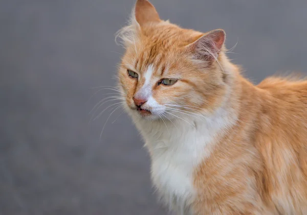Streunende rote Katze auf der Straße. — Stockfoto