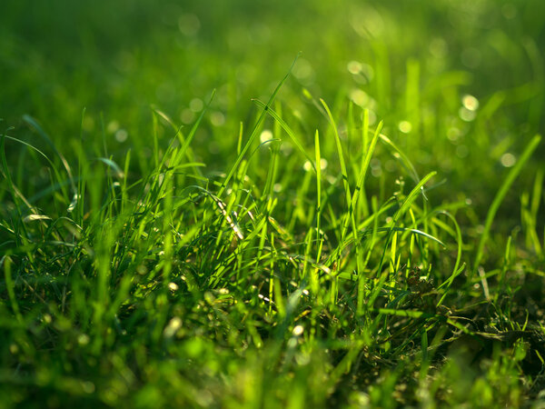 Green grass background.