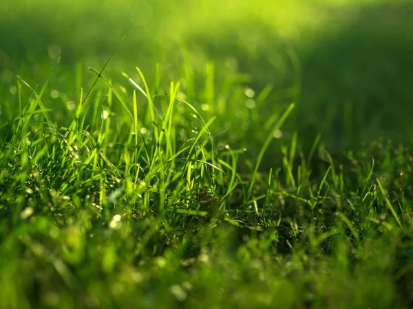 Green grass background. — Stock Photo, Image