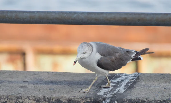 A kikötő város a sirály. — Stock Fotó