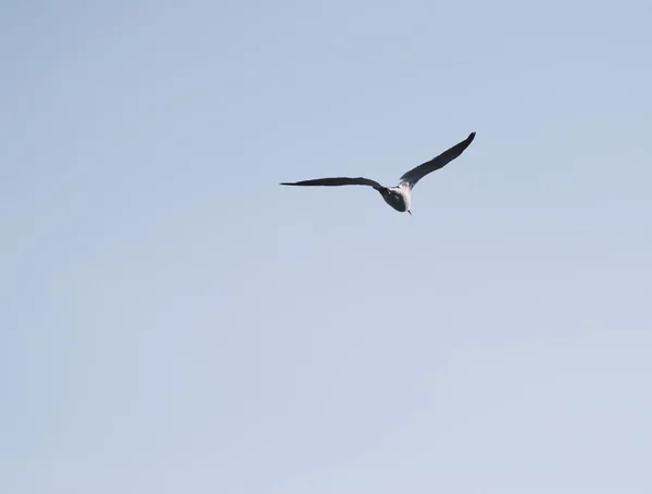 Flygande mås på himlen. — Stockfoto