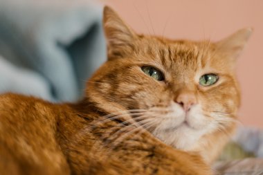 çok güzel kırmızı kedi. 