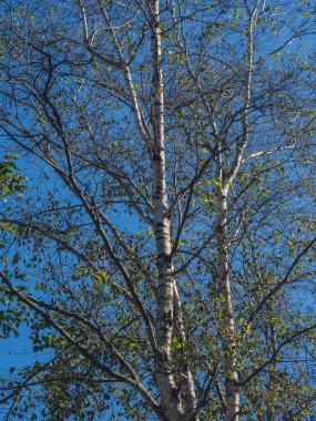 ağaç dalı siluet.