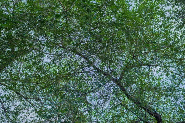Sílhueta de ramo de árvore . — Fotografia de Stock