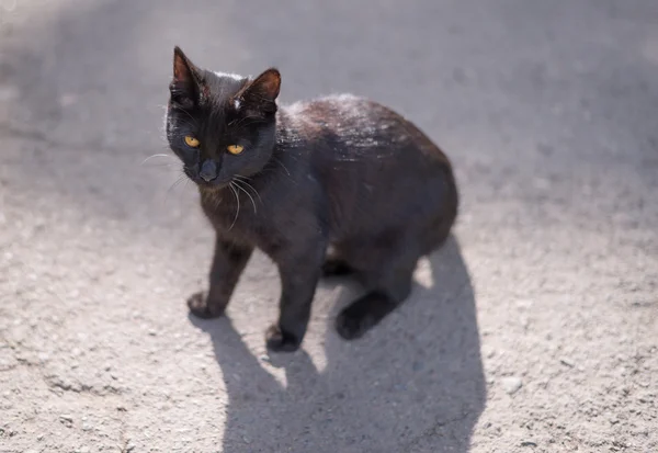 Бродячая черная кошка на дороге . — стоковое фото