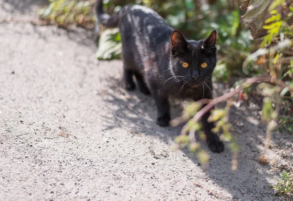 Streunende schwarze Katze unterwegs. — Stockfoto