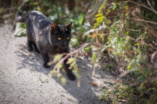 Chat noir errant sur la route . — Photo