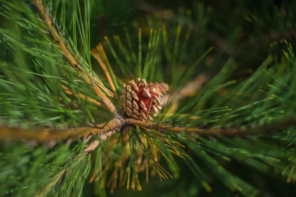 Pine branches with fir-cone. — Stock Photo, Image