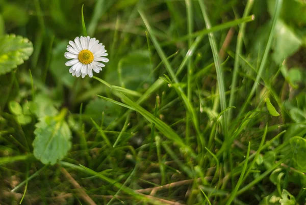 Chamomile on green. — Stock Photo, Image