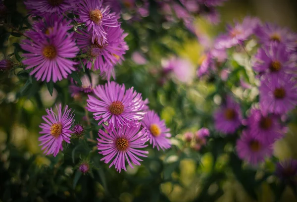 Violette Blüten. Farbiges Bild. — Stockfoto