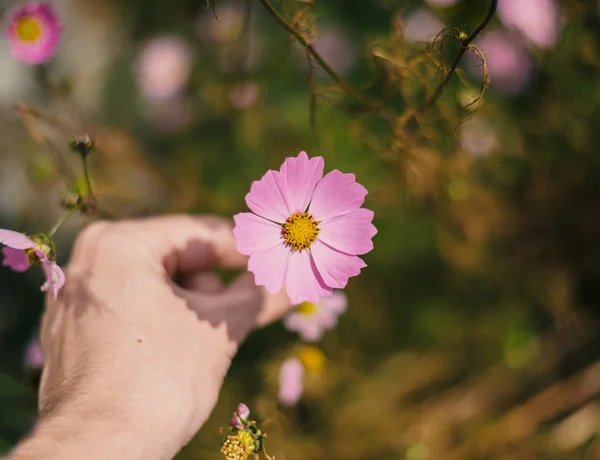 Cosmos flower holding in hand. — Stock Photo, Image