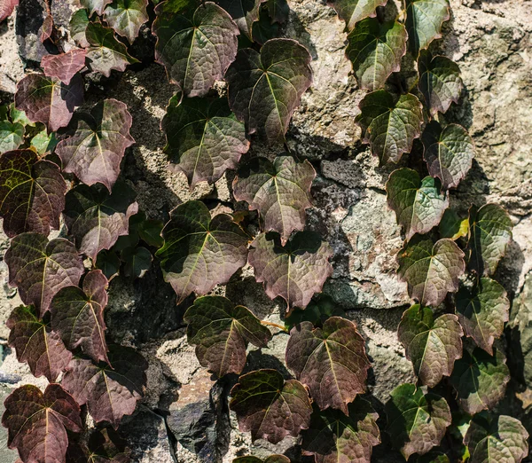Ivy op de Muur. — Stockfoto