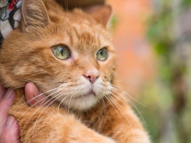 kedi kadın tutar.