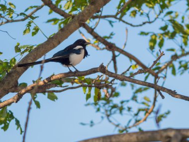Saksağan bir ağaç üzerinde.