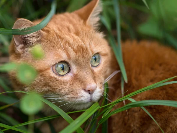 草丛中的红猫. — 图库照片