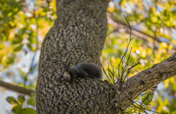 Eichhörnchen im Wald. — Stockfoto