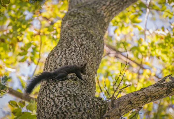 Écureuil dans la forêt. — Photo