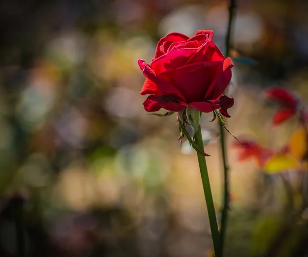 Rosa roja marchita . —  Fotos de Stock