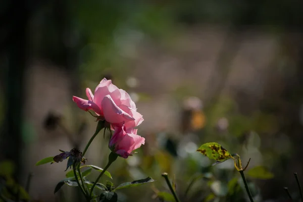 Withered pink rose. — Stock Photo, Image