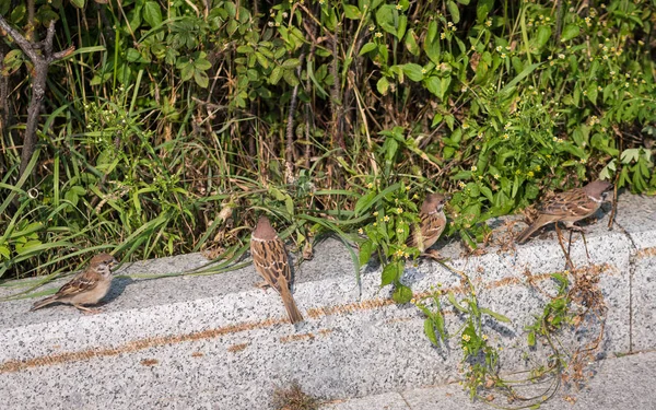 Passeri per strada . — Foto Stock