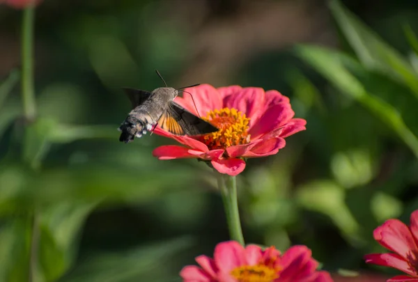 Hummingbird Hawk-moth. — Stock Photo, Image